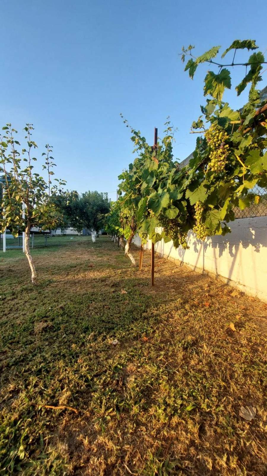 Pomegranate Tree House - Meteora Guest House Калампака Екстериор снимка