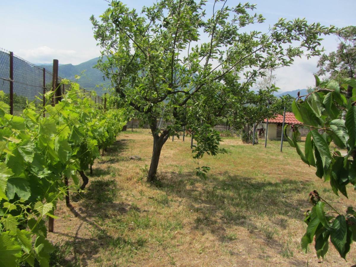 Pomegranate Tree House - Meteora Guest House Калампака Екстериор снимка